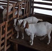 Ternak Kambing Boer Terdekat